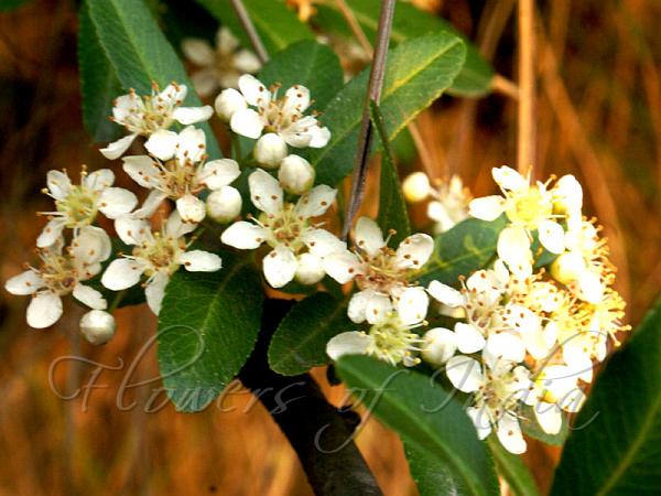 Nepalese Firethorn